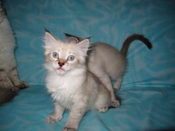 Тайские котята в Краснодаре фото 4