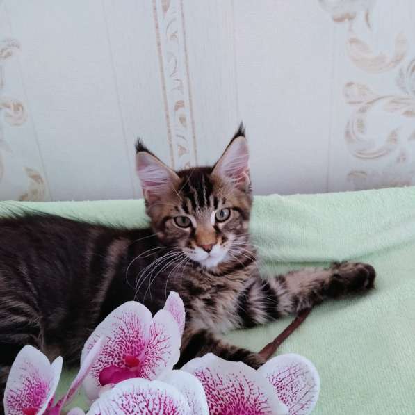 Котята Мейн-куна в Красноярске фото 4