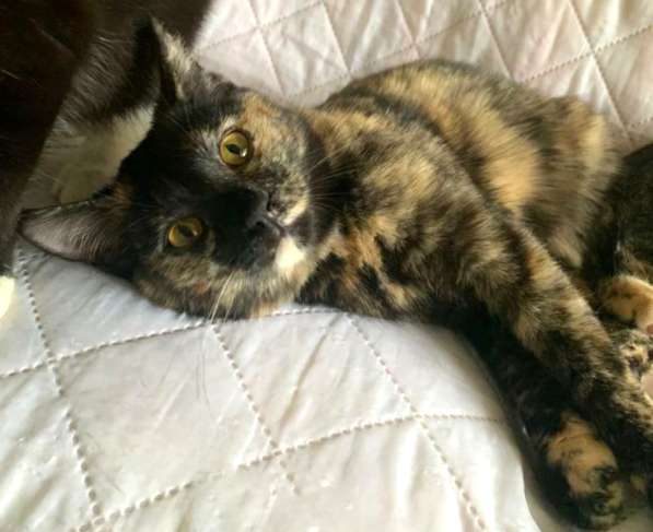 Кошка в добрые руки. Янтарная Оливия в Калуге фото 16