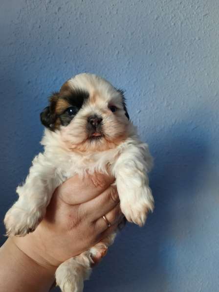 Резерв на щенка в Москве