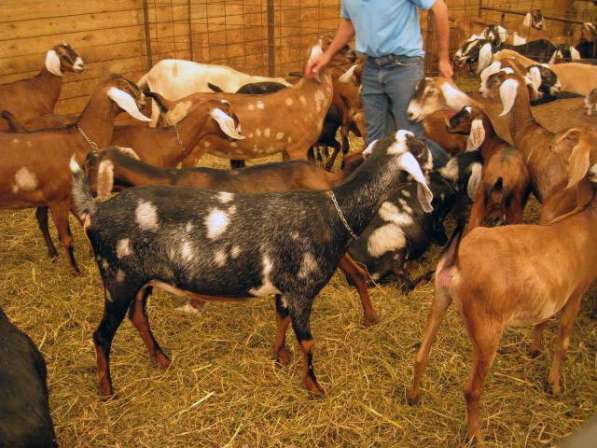 Племенные козы Англо-Нубийскиой породы (Скот из Европы класс
