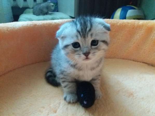 Продаю кота в Саратове фото 11