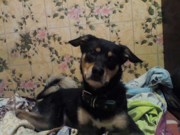 Отдаем щенят в хорошие руки в Новокузнецке фото 3