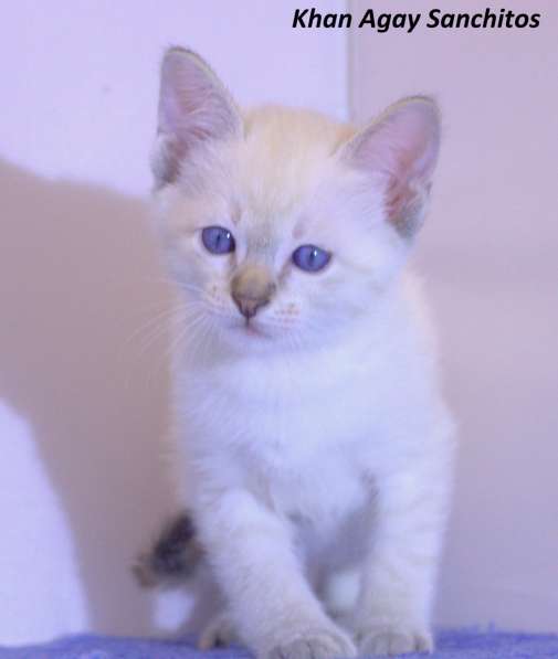 Тайские котята в Санкт-Петербурге фото 4