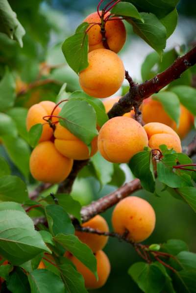 Крупномеры абрикоса по низким ценам