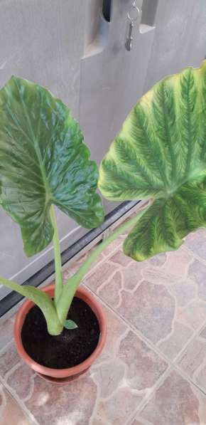 Растение лист 1м