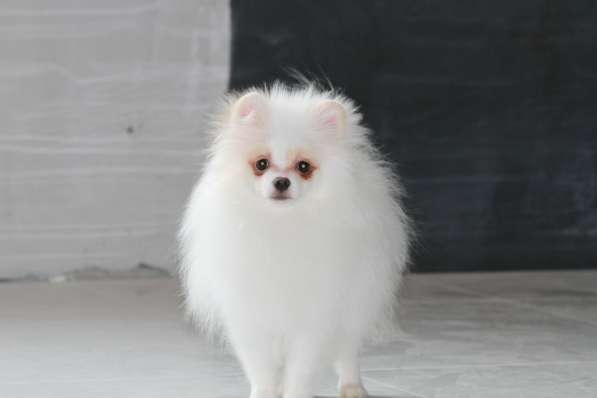 Щенки померанского шпица в 