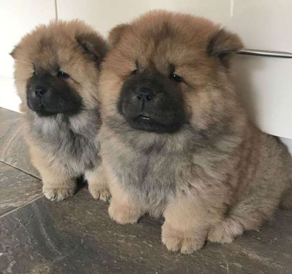 Пушистые, яркие щенки чау-чау в Москве фото 4