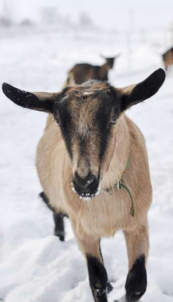 Племенные козы Альпийской пород(Скот из Европы класса Элита) в фото 4