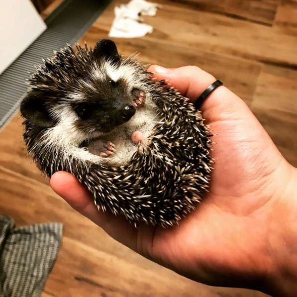 Ёжик африканский карликовый