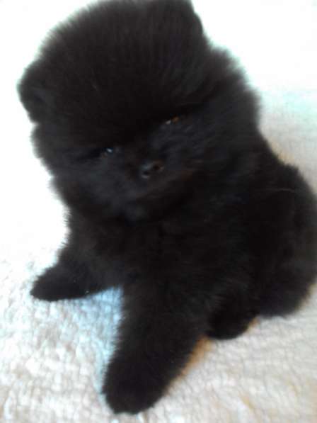 Померанский шпиц с выставочной оценкой в Нижнем Новгороде фото 4