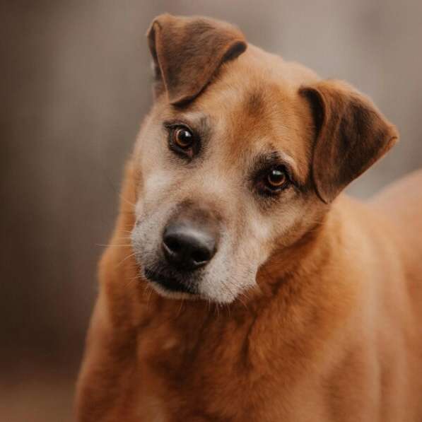 Воспитанный Бисмарк ищет семью в Москве фото 11