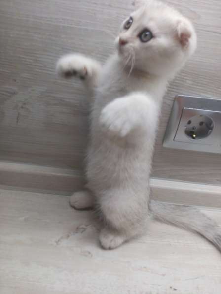 Шотландский кот в фото 11