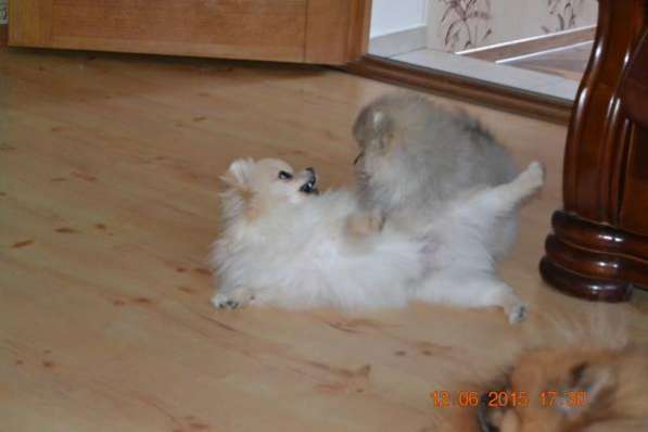 Домашний любимец в Санкт-Петербурге фото 3