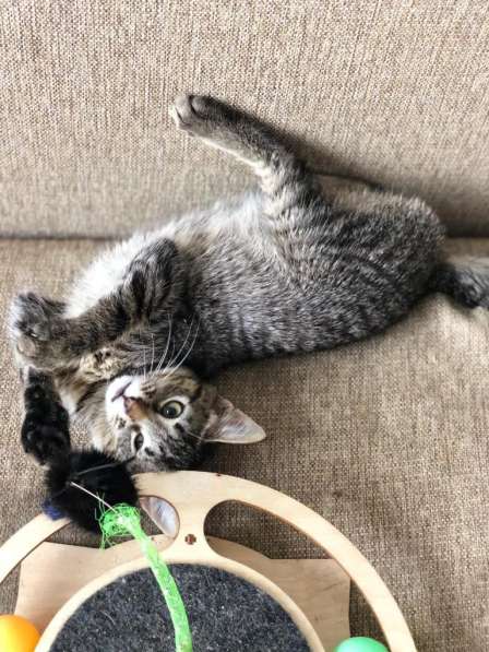 Мурлыка-котенок с дефектом глазика очень ищет дом в Санкт-Петербурге фото 38