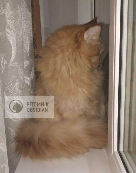 Мейн-кун продажа в Москве фото 15