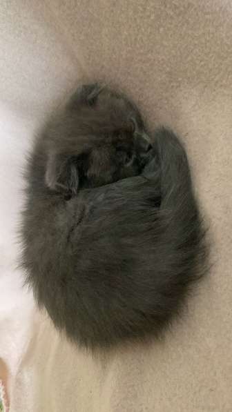 Британские Шотландские Котята в фото 19