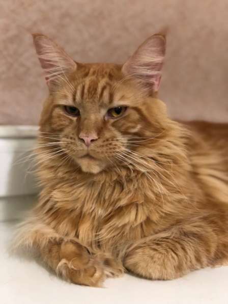 Кот мейн -кун в фото 5