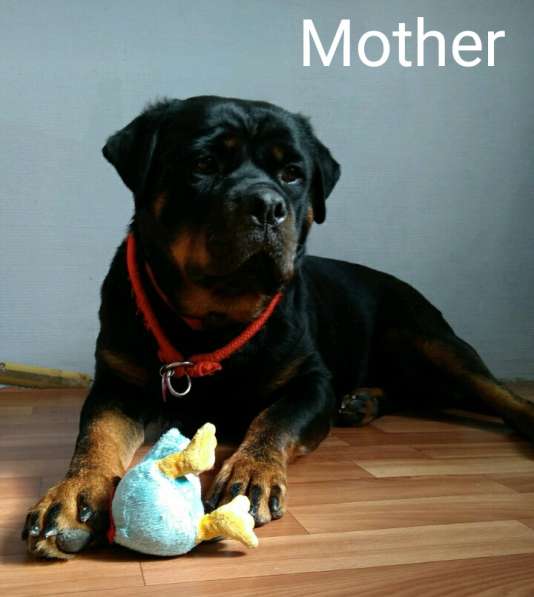 Puppy boy Rottweiler 03.10.2020 в фото 10
