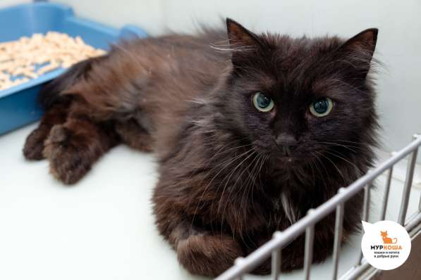 Кошечка Нутелла в Москве фото 4