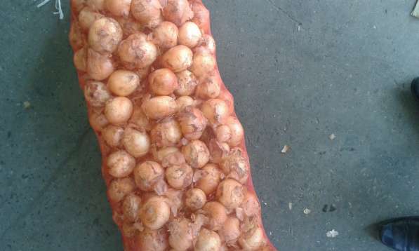 Купим лук,огурцы, томаты, картофель урожай 2019г Объемы от 2 в Брянске фото 5