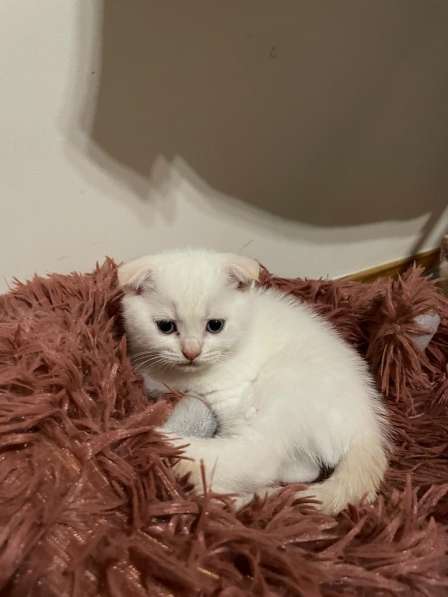 Шотландские вислоухие котята в фото 6