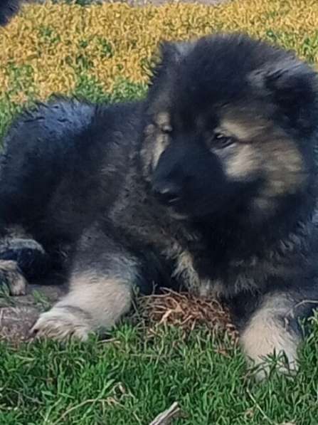 ПРОДАМ ЩЕНКОВ КАВКАЗСКОЙ ОВЧАРКИ в Донецке фото 3