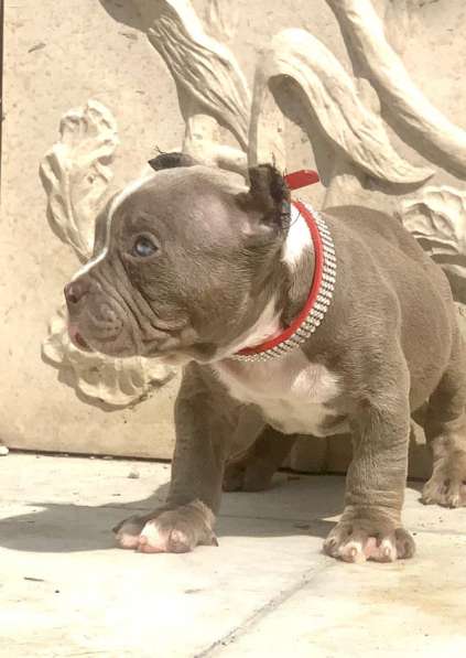 Предлагаются щенки Американский Булли покет в Москве фото 6