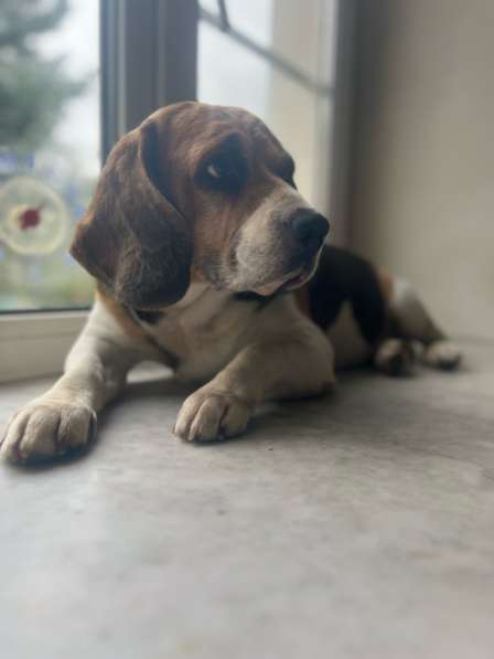 Вязка Бигль мальчик в Санкт-Петербурге