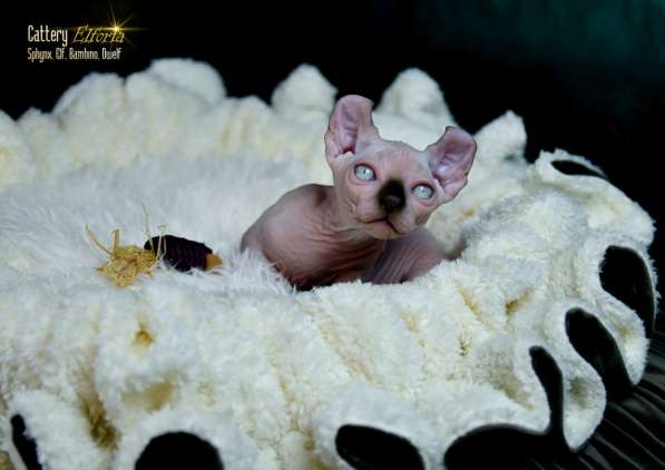 Котёнок DWELF в 