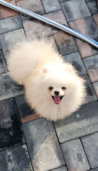 Белый Мишулька