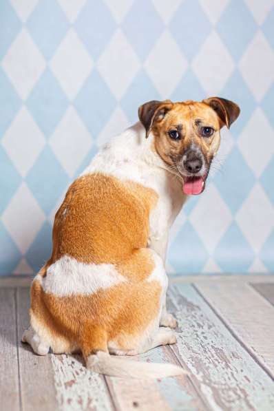 Метис джек-рассел-терьера Герда в дар в Москве фото 4