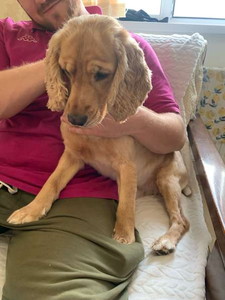 Отдам собаку в добрые руки