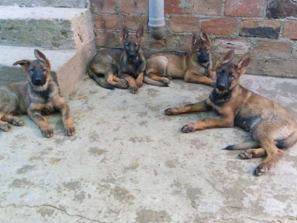 Щенки немецкой овчарки