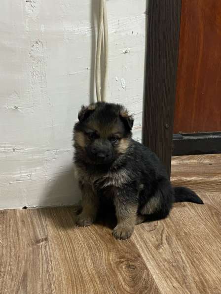 Щенки немецкой овчарки