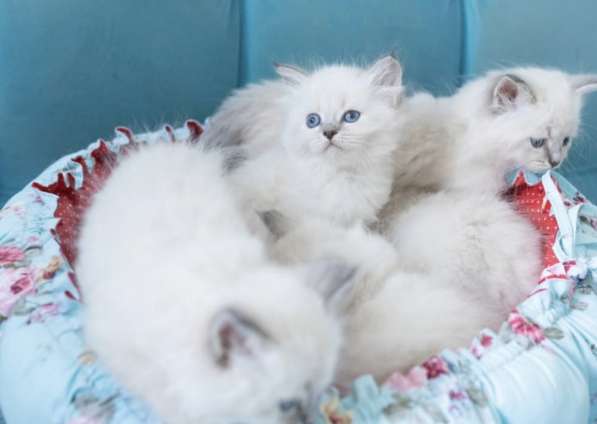 Малыши Рэгдолл в Санкт-Петербурге