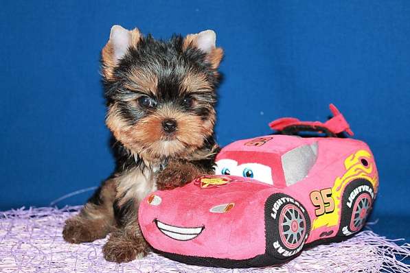 Мальчик йоркширский терьер, мелкий стандарт в Москве