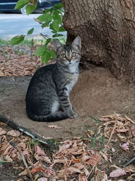 Ищут дом трое котят в Москве фото 3