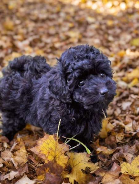 Toy poodle. Boy's в фото 5