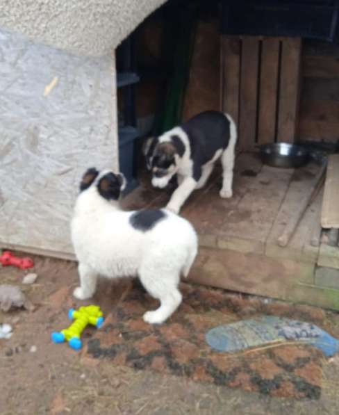 Маленькие хорошенькие хвостики в Санкт-Петербурге фото 21