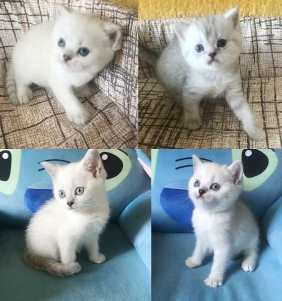 Красавцы! Породные шотландские котятки