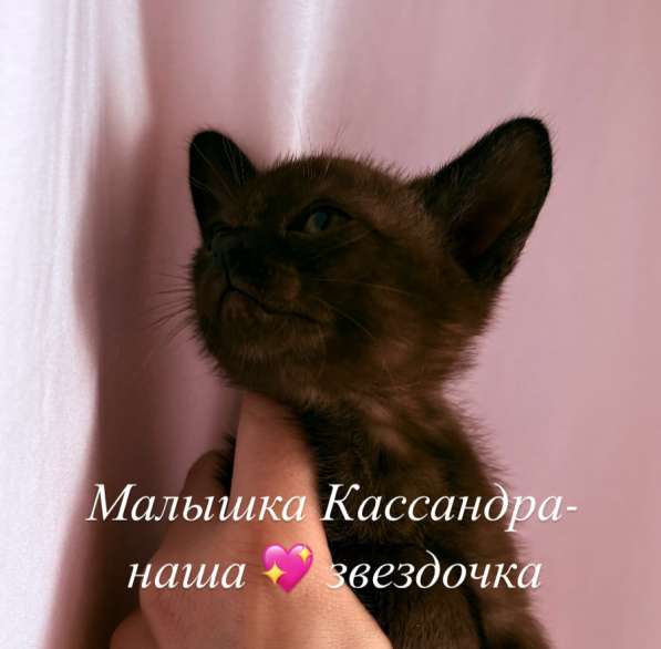 Котята Бурма в Красноярске фото 9