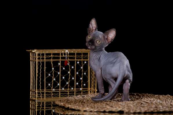 Питомник Эльфов, бамбино, Двэльфов, сфинксов в Находке фото 4