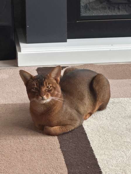 Абиссинские котята в Тюмени фото 3