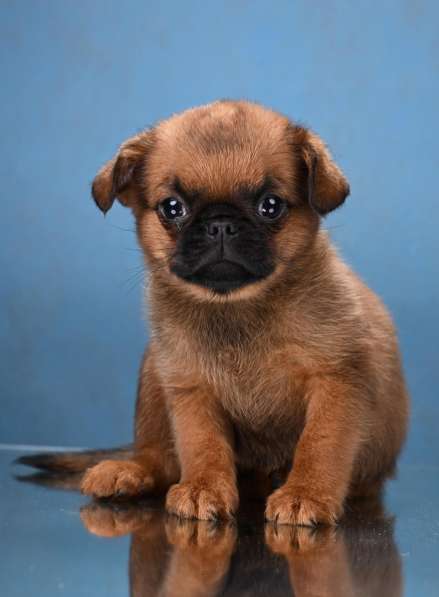 Пти-брабансон рыжий мальчик