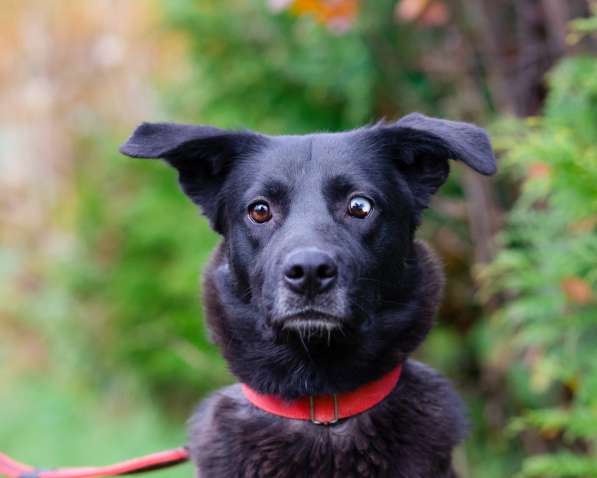 Собака с разноцветными глазами в Санкт-Петербурге фото 16