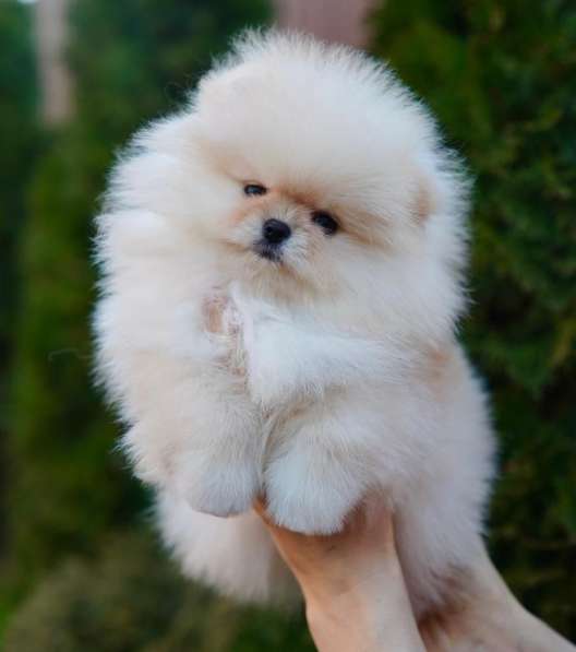 Pomeranski Mini Shpic Pomeranian Spitz Померанские Мини шпиц в фото 13