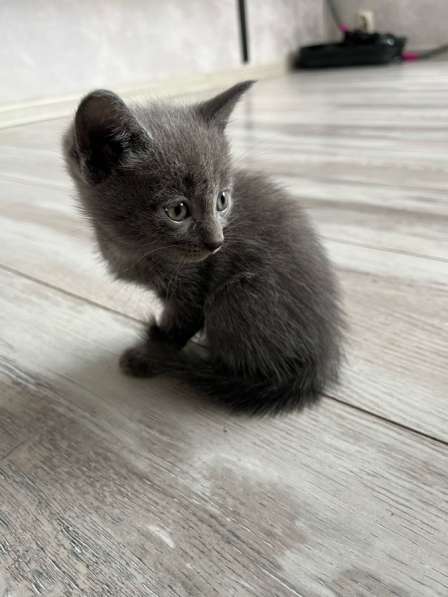 Котята в Красноярске фото 6