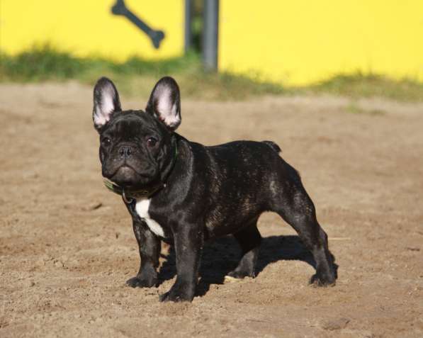 Французский бульдог подрощенные тигровые девочки в Москве