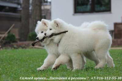 Самоед щенки в Барнауле фото 9